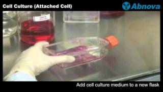 Cell Culture Attached Cell [upl. by Nafets]