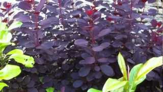 Plantsmans Corner Smoke Bush [upl. by Burrton610]