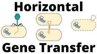 Transformation Transduction and Conjugation Horizontal Gene Transfer in Bacteria [upl. by Amej]