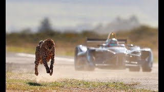 Drag Race Formula E Car vs Cheetah [upl. by Sussi]