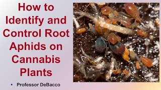 How to Identify and Control Root Aphids on Cannabis Plants [upl. by Israel]