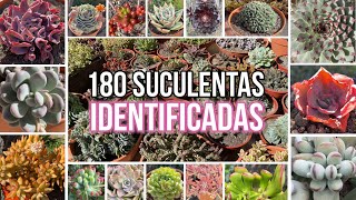 180 SUCULENTAS IDENTIFICADAS  Nombres Cientificos [upl. by Clercq]