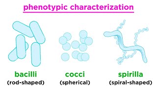 Taxonomy of Bacteria Identification and Classification [upl. by Jeconiah]