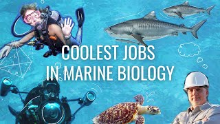 9 Cool Jobs in Marine Biology part 2  Careers in Biology [upl. by Bocoj178]