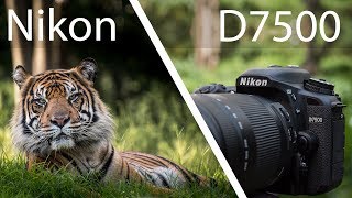 Nikon D7500 Review  Powerful But Not Perfect [upl. by Zetniuq]