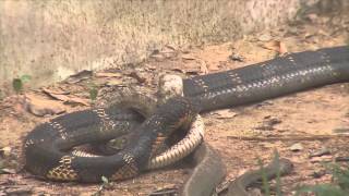 THE KING COBRA  A RUTHLESS SNAKE HUNTER [upl. by Charlene452]