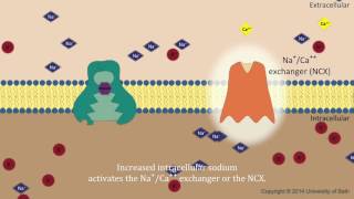 Digoxin vs diuretics interaction [upl. by Zendah]