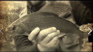 How to fly fish for Big Grayling  The River Avon Chalk Stream [upl. by Ramma]