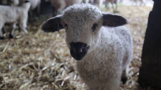 First Swiss Valais Blacknose Sheep in the USA [upl. by Nogem280]