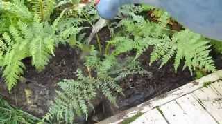 Grow Tree Ferns [upl. by Asirehc]