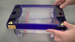 Agarose Gel Electrophoresis to separate DNA fragments [upl. by Brennen610]