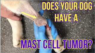 Does Your Dog Have A Mast Cell Tumor Heres What You Need To Know  VLOG 128 [upl. by Thad]