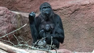 Gorillas  Zoo Prague [upl. by Reivaz]