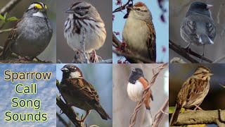 Sparrow bird call  song  sounds [upl. by Ylrak877]