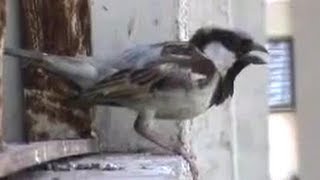 House sparrow singing sound [upl. by Ykvir78]