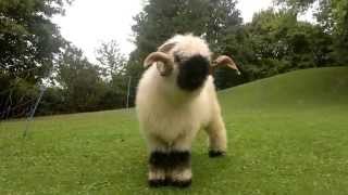 Valais Blacknose Sheep [upl. by Wakeen271]