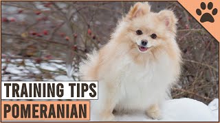 How To Train A Pomeranian  Dog World [upl. by Alsworth]