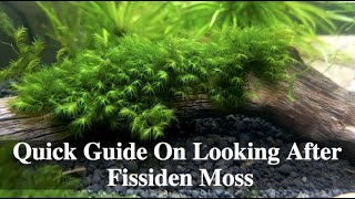 Quick Guide On Looking After Fissiden Moss [upl. by Hoashis]