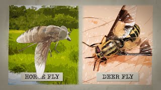 The Biting Truth about Horse Flies [upl. by Frans852]