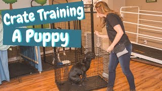 Crate Training a Puppy While at Work [upl. by Aracat887]