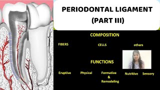 PERIODONTAL LIGAMENT  PART III II Composition amp Functions [upl. by Bierman]