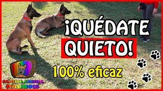 ENSEÑAR a un PERRO el QUIETO FÁCIL y EFECTIVO  Adiestramiento Canino en Obediencia [upl. by Ihcego]