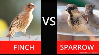 Sparrow vs Finch [upl. by Eleanora89]