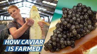 How Russian Sturgeon Caviar Is Farmed and Processed — How To Make It [upl. by Nayra553]