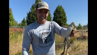 Pond to Table American Bullfrogs [upl. by Brag704]