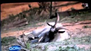 Best of FAINTING GOATS [upl. by Laure160]