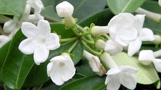 HOW TO GROW AND CARE FOR HOUSE PLANTS  STEPHANOTIS FLORIBUNDA [upl. by Nerrawed21]