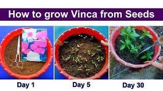 How to grow vinca or Periwinkle from seeds [upl. by Rida]