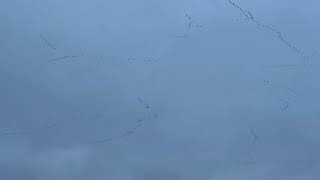 Snettisham Pink Footed Geese [upl. by Jerad]