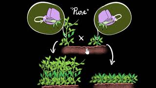 Mendels experiment monohybrid cross  Heredity amp Evolution  Biology  Khan Academy [upl. by Xel]