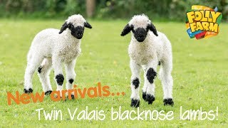 Twin Valais blacknose lambs [upl. by Haslam]