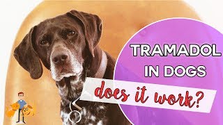 TRAMADOL  Is it SAFE to treat your PAIN [upl. by Viveca927]