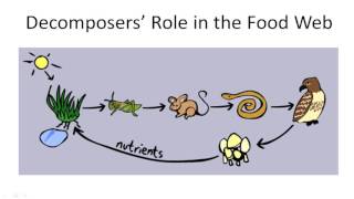 Decomposers Role in the Food Web [upl. by Kress]