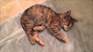 Kitten Rescue Cerebellar Hypoplasia [upl. by Adniles]