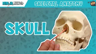 Skull Anatomy  Older Version [upl. by Winnifred]