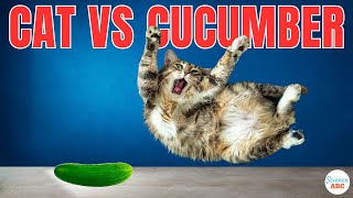 Cats Vs Cucumbers Why Are Cats Scared Of Cucumbers [upl. by Ryon]