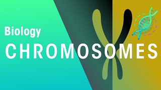 What Are Chromosomes  Genetics  Biology  FuseSchool [upl. by Sadowski220]