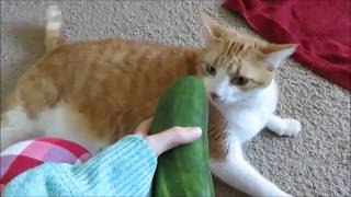 Cats VS Cucumbers 30 minutes [upl. by Jentoft]