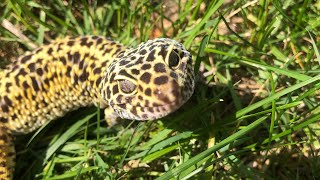 Leopard gecko in the “wild” [upl. by Laurance216]