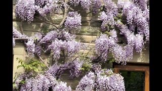 Wonderful Wisteria [upl. by Assilram697]