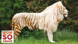 Top 5 Amazing Hybrid  CrossBreed Animals [upl. by Ehr486]