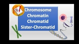 Chromosomes chromatin chromatid and sister chromatid [upl. by Olecram]