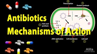 Antibiotics  Mechanisms of Action Animation [upl. by Heller]