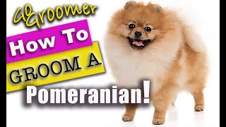 How to GROOM a POMERANIAN BestPomeranianTutorial [upl. by Kreiker]