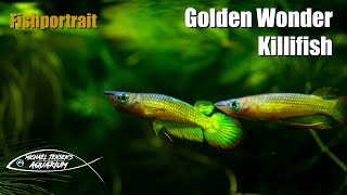 Golden Wonder Killifish  Aplochelius Lineatus Gold [upl. by Naesyar]