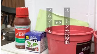 メネデールvsルートン水溶液 水耕栽培？で サクランボの枝は発根するのか？ [upl. by Yssej]